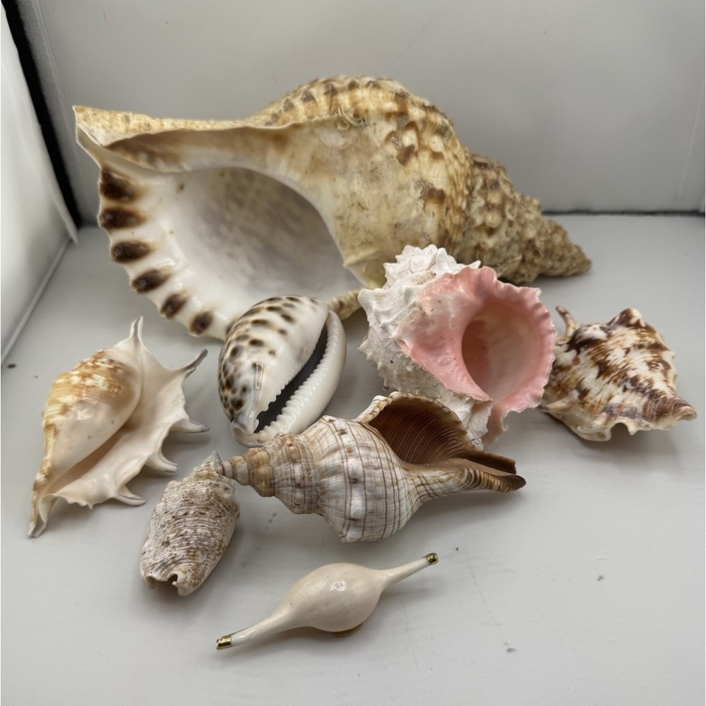 Set Of 8 VTG Estate Sea Shells Inclu. Various Sizes And Types + 10" Conch - Picture 5 of 16